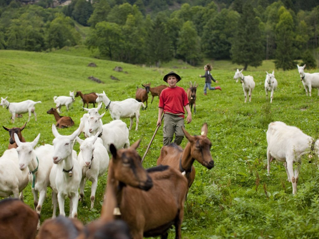 Kinder und Ziegen auf der Alpe